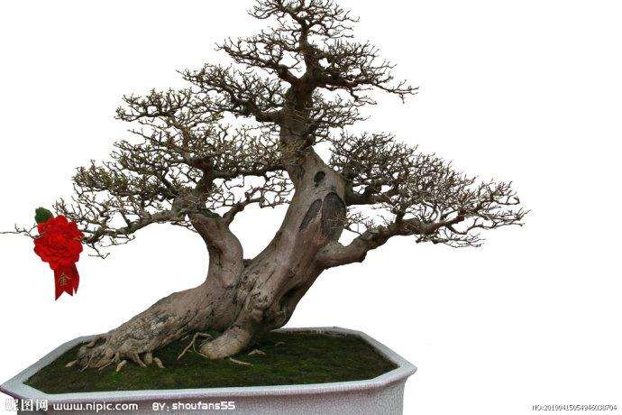 对中国传统盆景的思考