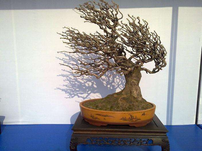 《花木盆景》花卉园艺版开辟“盆景入门”栏目已有4年之久了