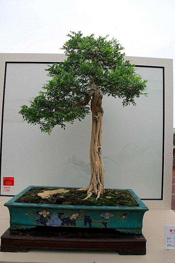 盆景树种荟萃(2)