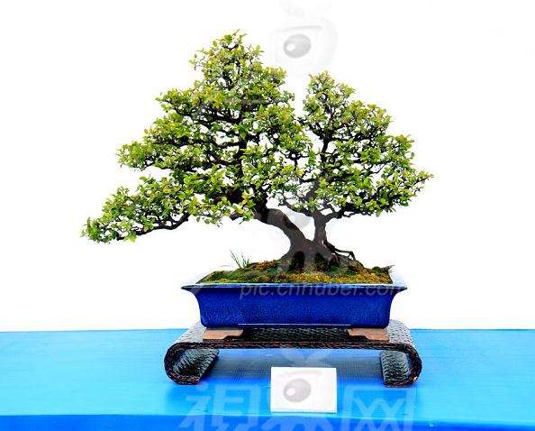 北京盆景形成流派的时间虽然不长