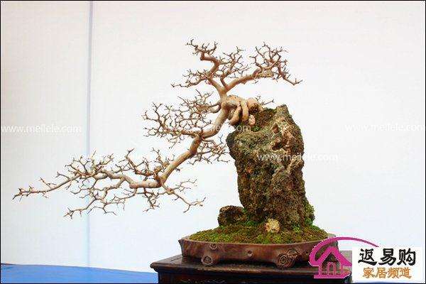 我眼中的盆景艺术与鉴赏