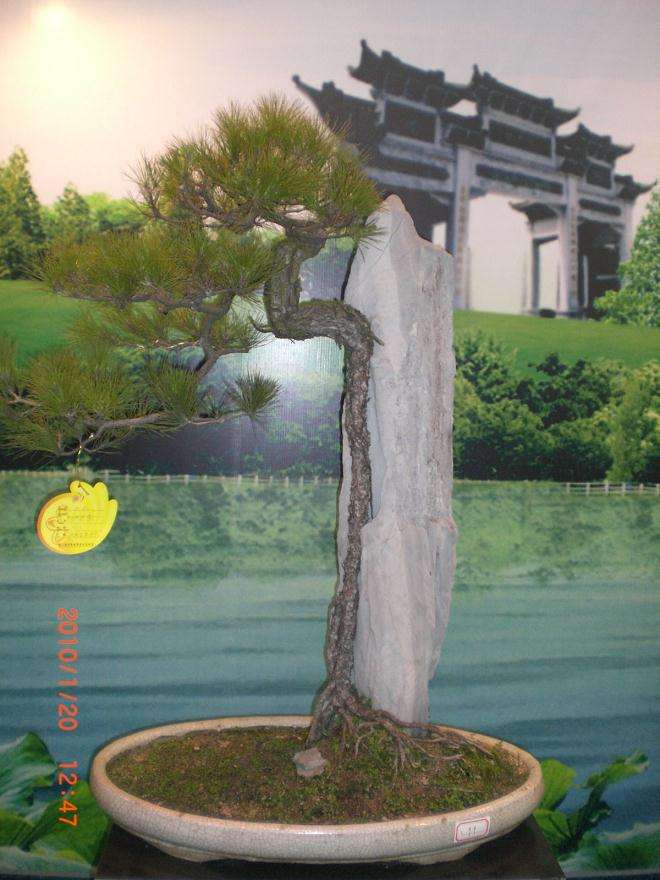 盆景树种荟萃(1)