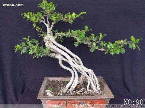 开始盆景的 准备的东西[日本]