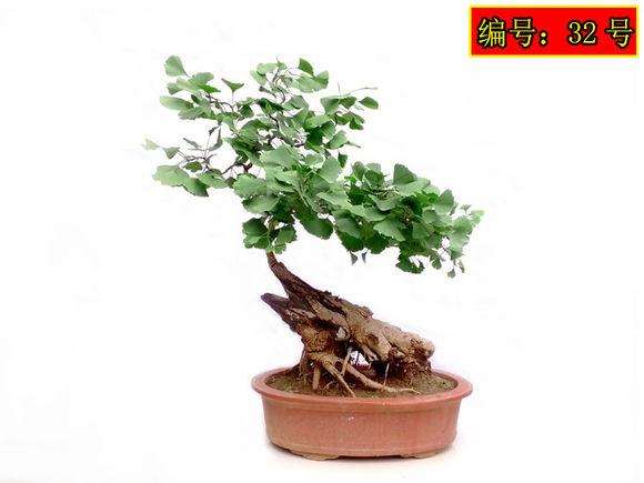 赏丁德仁先生《绿满中华》盆景作品