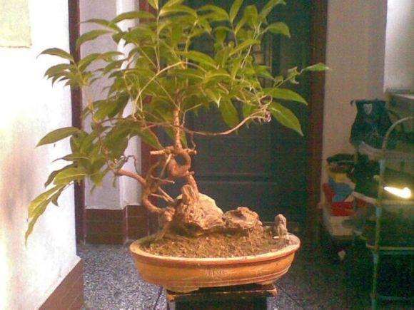 盆景新素材--岩豆