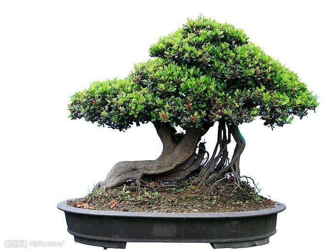初学盆景艺木的感际