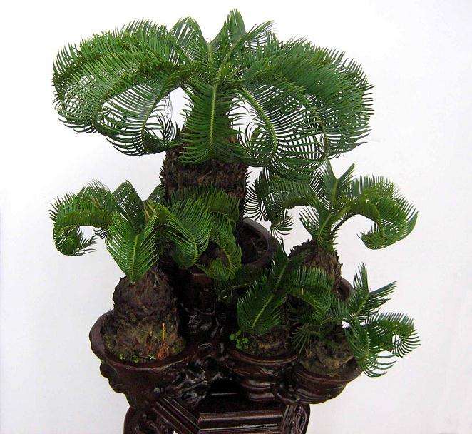 的窗台上一桩有生命的盆景