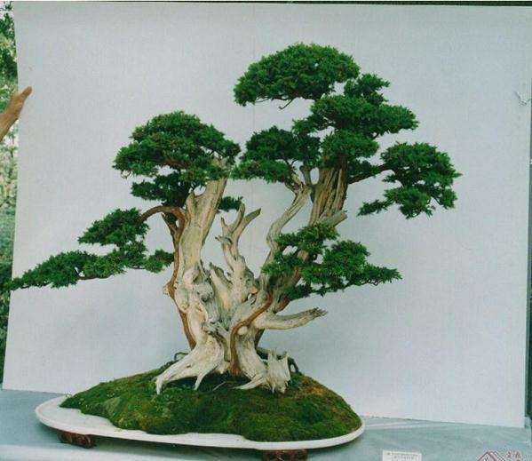 泰州盆景的主要特色有如下几个方面