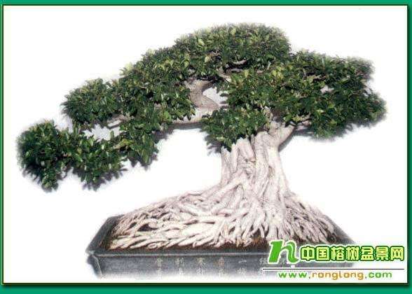 沙西榕树盆景的艺术风格