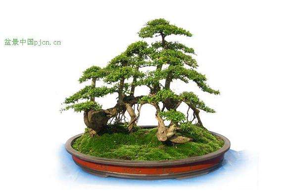 台湾草常见病虫害