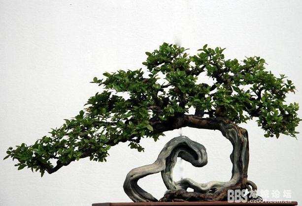 居家花卉盆景摆放最忌讳什么?