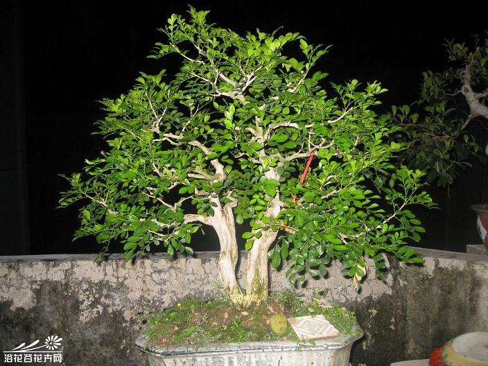 试论盆景艺术之术