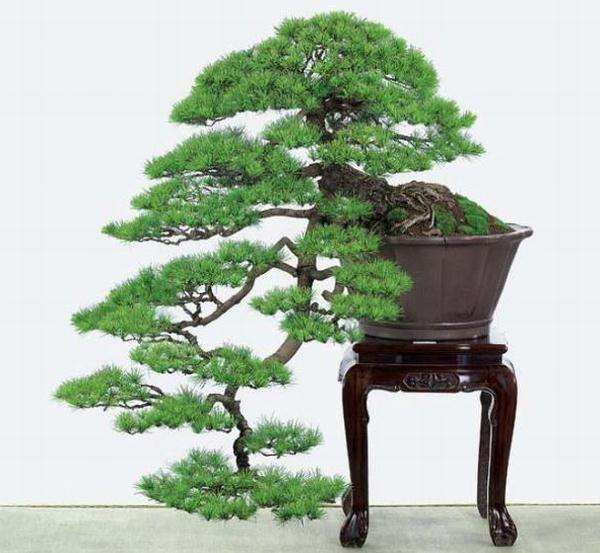 盆景园规划设计浅谈