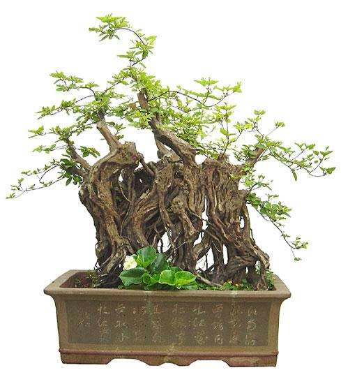 中国盆景艺术作品传递了盆景创作者思想和情感