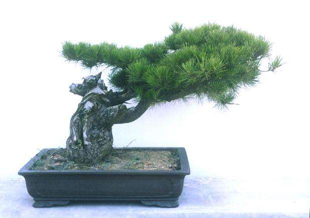 玩盆景需过“四关”吗?