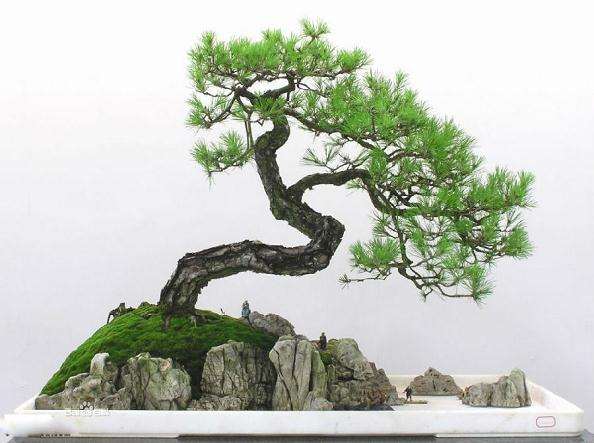 台湾的盆景月历