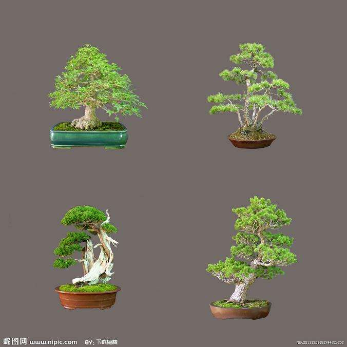 家庭如何装饰盆景