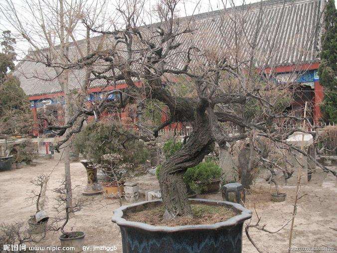 台湾盆景的风格