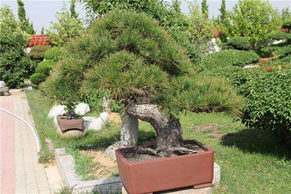 斜干式盆景的造型
