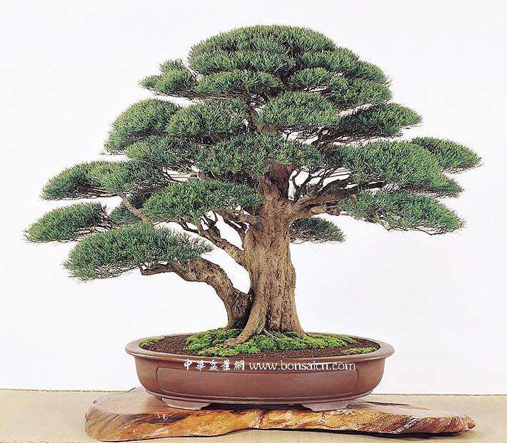 如何欣赏盆景艺术?