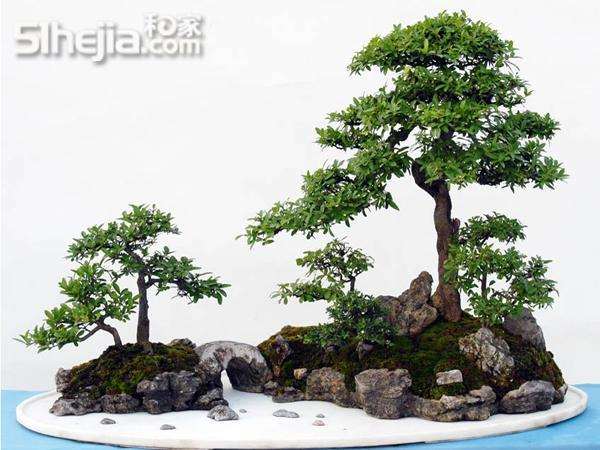 对一件台湾盆景的修改建议