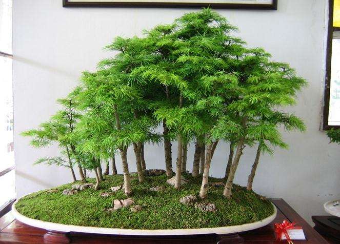 曲干盆景的造型