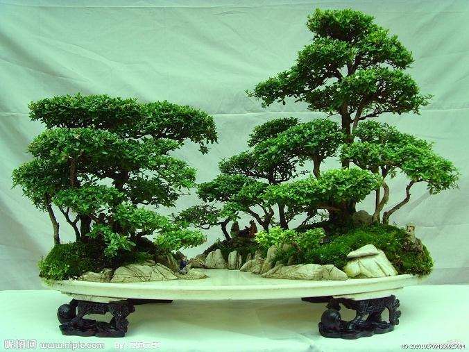 谈盆景设计效果图的作用
