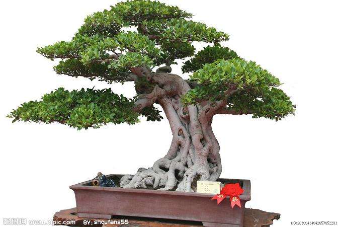 家庭的盆景艺术