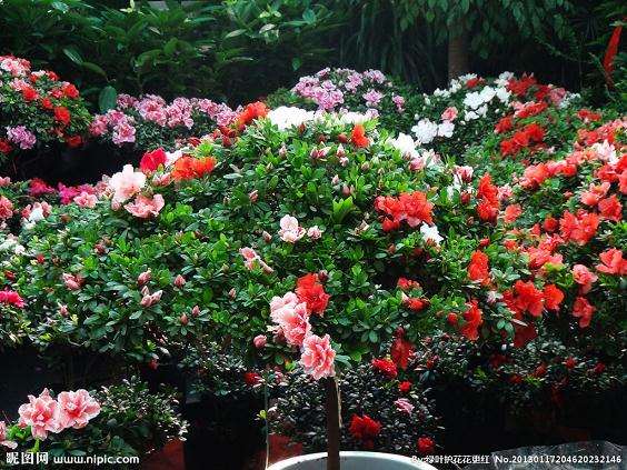 盆栽植物的生理