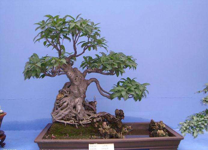 树木盆景素材的选择