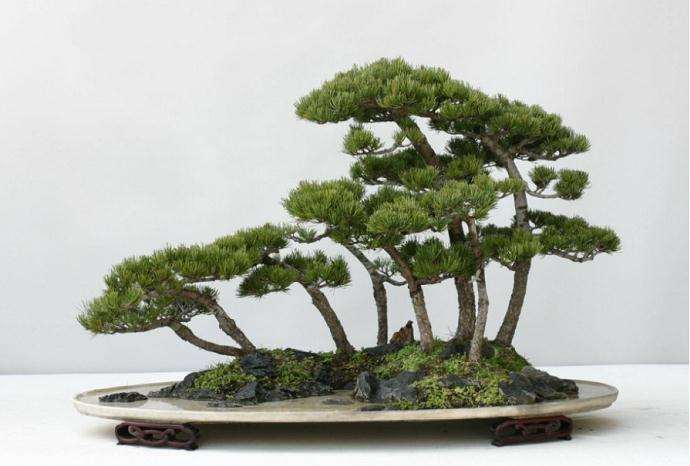 盆景的空白手法