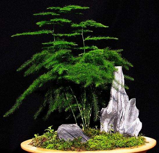 盆景素材的空间关系