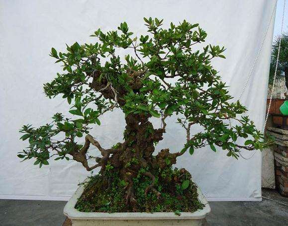 盆景加工造型要的注意问题