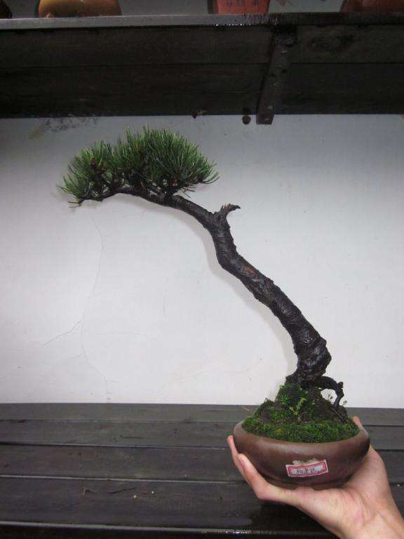 文人盆景做得恰到好处 对比盆景中可显现鹤立鸡群