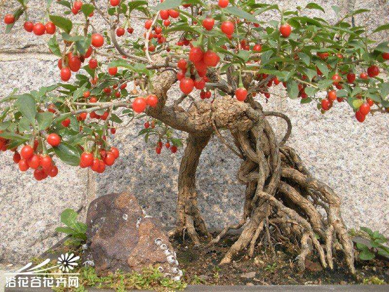 树木盆景造型的总体构思