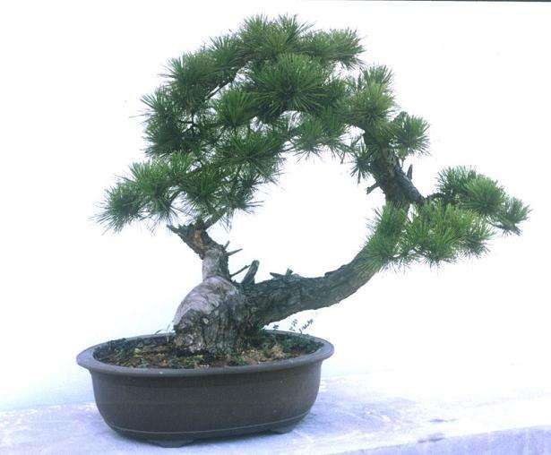 盆景是我国独特而又优美的园林艺术珍品