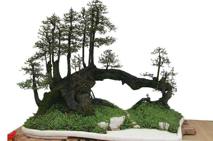 盆景树种选择条件表