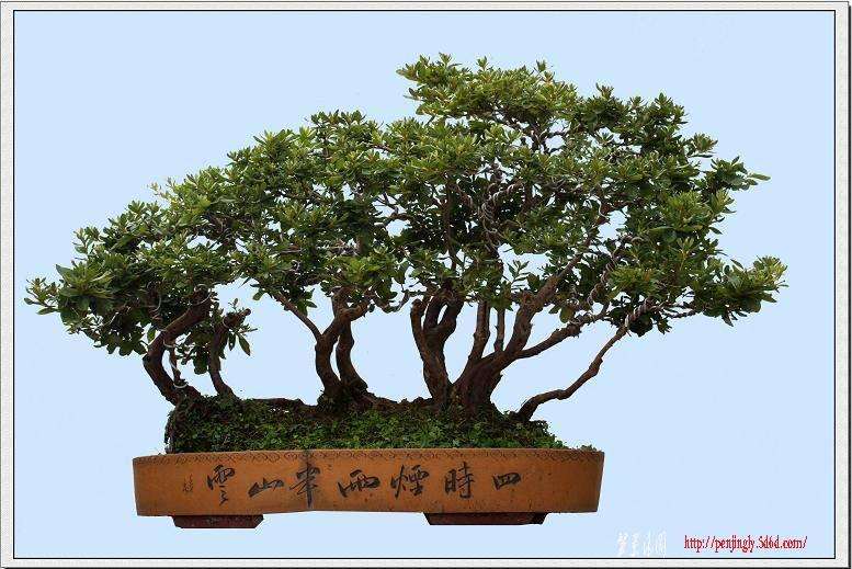 盆景艺术与其它艺术的关系