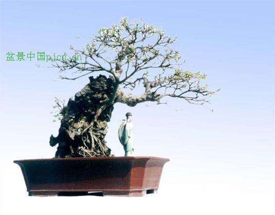 52种致癌植物千万别放室内