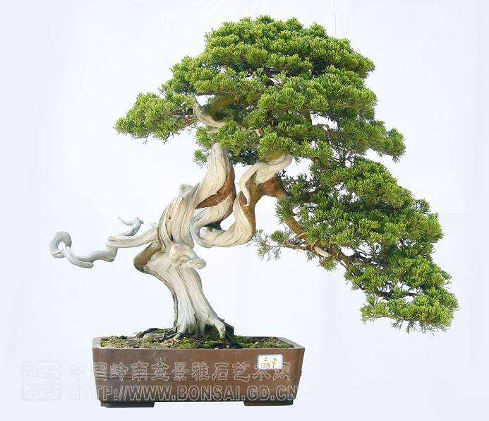 盆景创作入门系列（六）