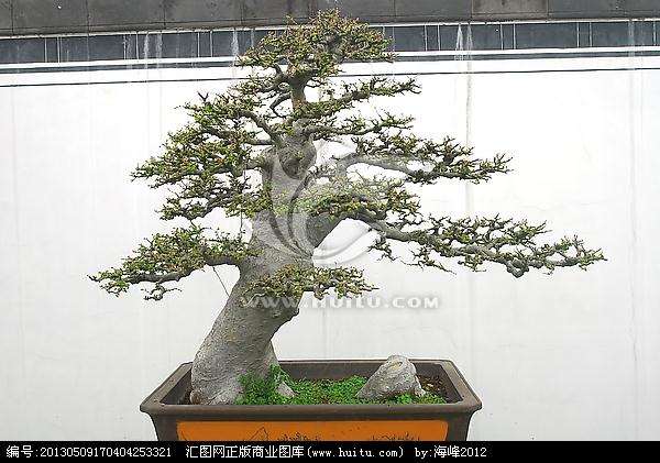 树木盆景的分类与造型