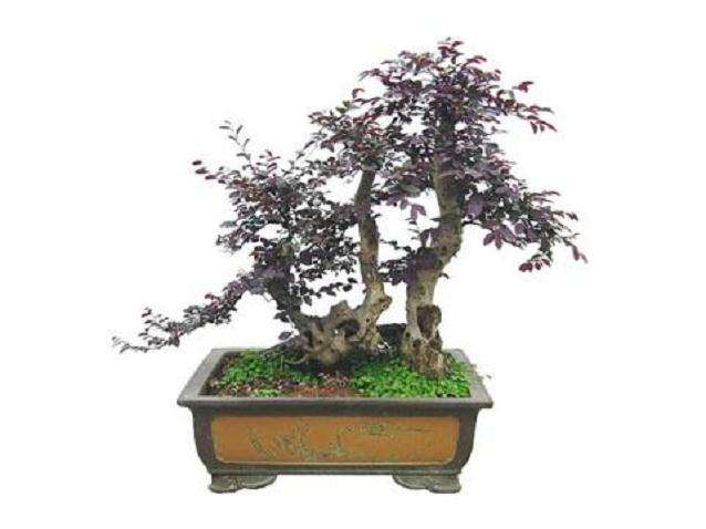 树木盆景的树种有多少?