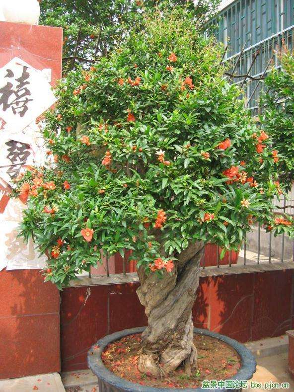 盆景艺术的特点