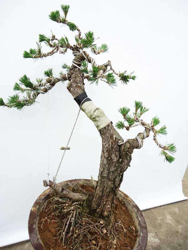 盆景创作入门系列(三)