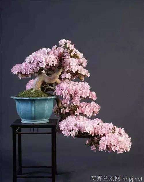 欣赏盆景是一种美的享受可以丰富人们的精神生活