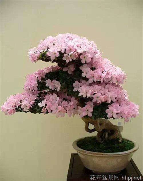 盆景创作入门系列(十)