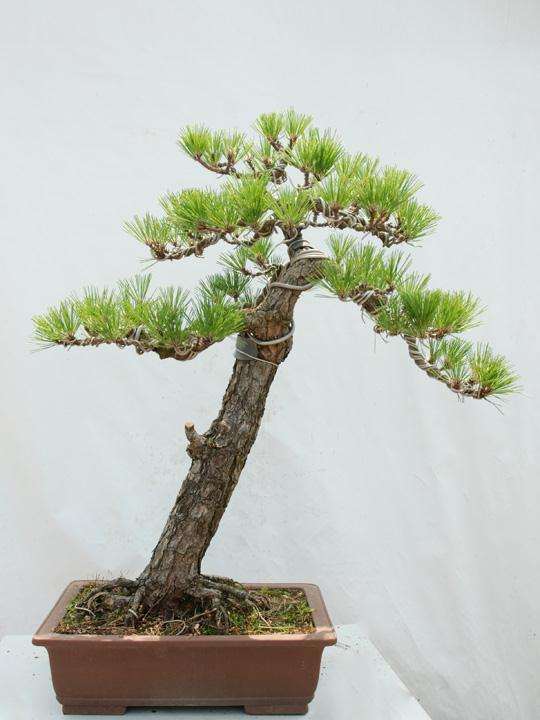 盆景素材的选择