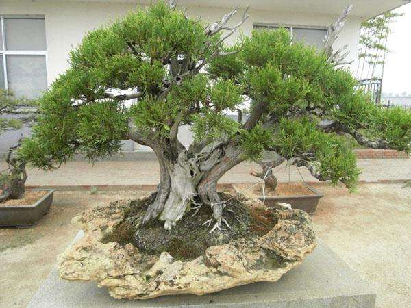 盆景创作入门系列(五)