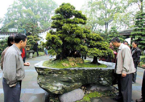 盆景创作入门系列(二)