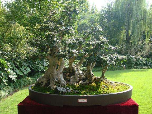 盆景的欣赏方法